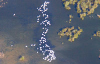 White pelican count