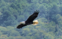 Bald Eagle in flight