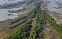 Long Island Folly marsh